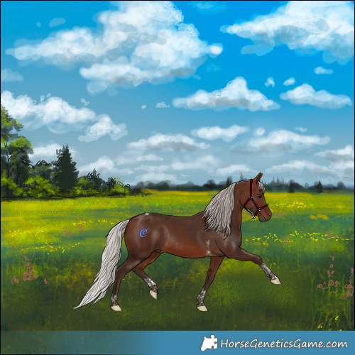 Horse Color:Silver Brown Tobiano Rabicano 