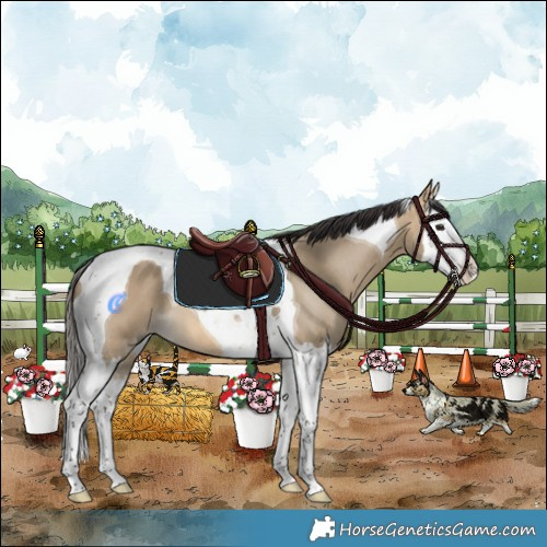Horse Color:Buckskin Dun Splash Tobiano