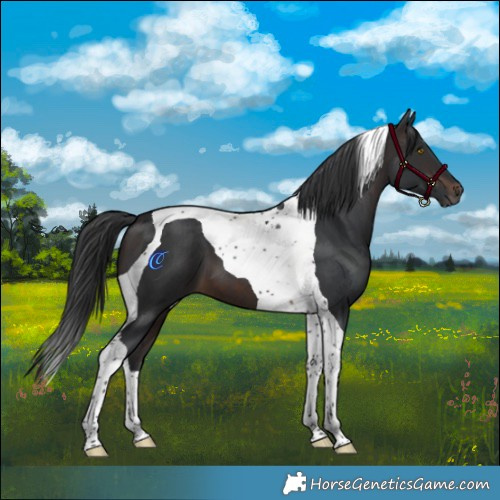 Horse Color:Brown Tobiano 