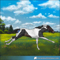 Horse Color:Brown Tobiano 