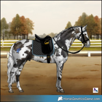 Horse Color:Buckskin Harlequin Merle Tobiano
