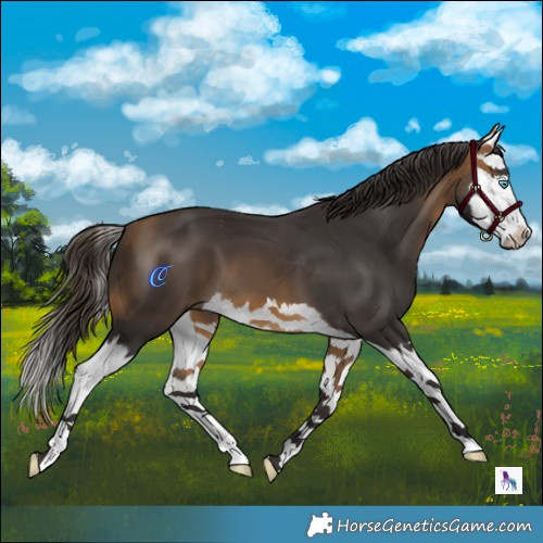 Horse Color:Buckskin Splash 