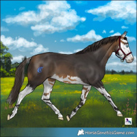 Horse Color:Buckskin Splash 