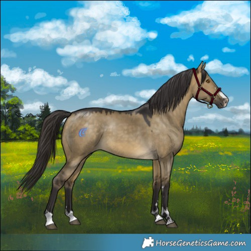 Horse Color:Buckskin Dun 
