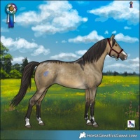 Horse Color:Buckskin Dun 