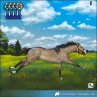Horse Color:Buckskin Dun