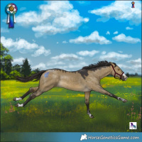 Horse Color:Buckskin Dun 