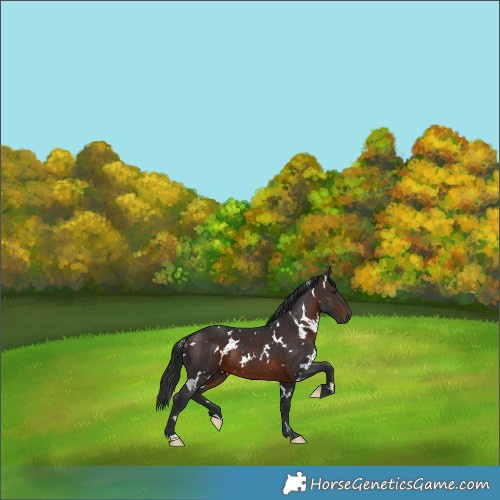 Horse Color:White Spotted Brown