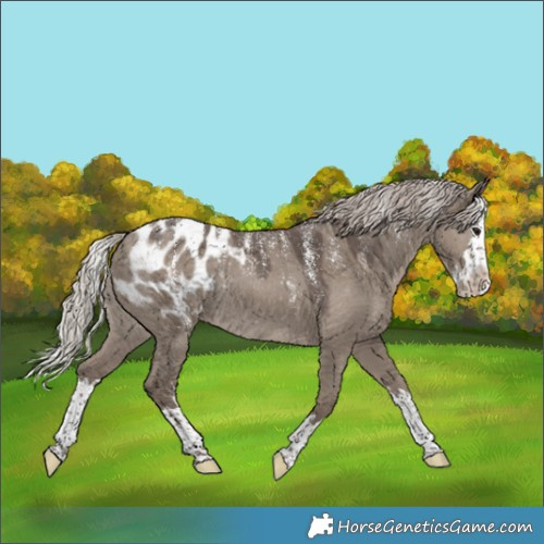 Horse Color:Powder White Silver Grullo Splash Appaloosa Rabicano 