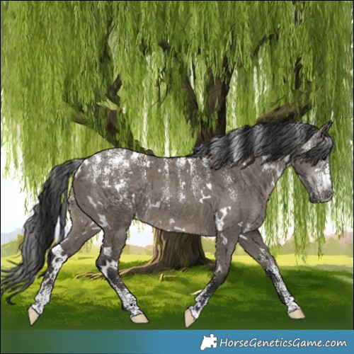 Horse Color:Powder White Gray White Spotted Grullo Brindle 
