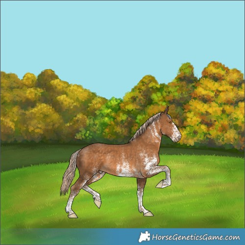 Horse Color:White Spotted Chocolate Palomino Rabicano 