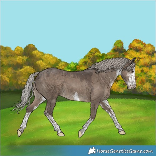 Horse Color:White Spotted Silver Grullo 