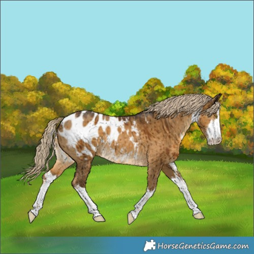 Horse Color:White Spotted Chocolate Palomino Dun Appaloosa Brindle 