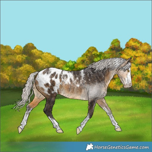 Horse Color:Powder White Silver Buckskin Appaloosa Rabicano 