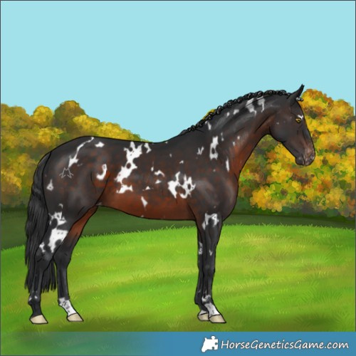 Horse Color:White Spotted Brown Appaloosa