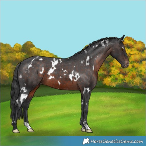 Horse Color:White Spotted Brown Varnish 
