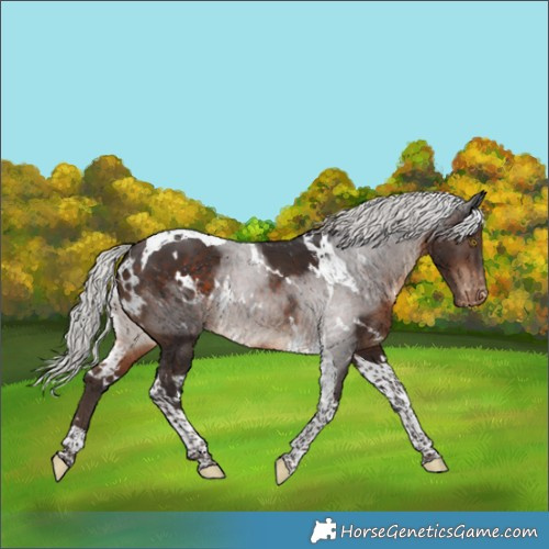 Horse Color:White Spotted Silver Brown Tobiano Appaloosa