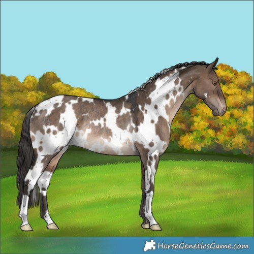 Horse Color:White Spotted Brown Dun Appaloosa Rabicano 