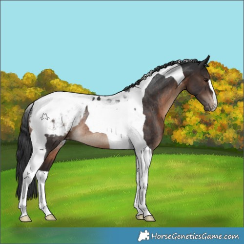 Horse Color:Brown Tobiano Appaloosa Rabicano