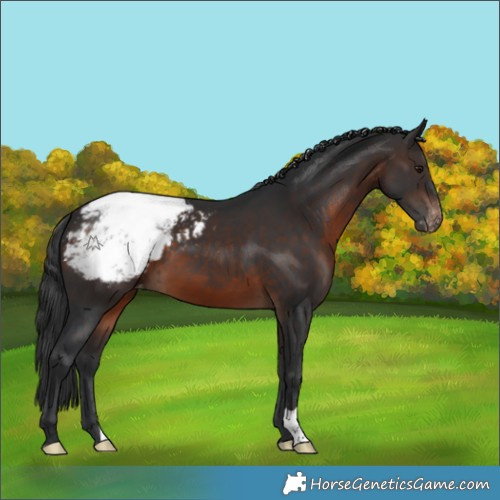 Horse Color:Brown Appaloosa