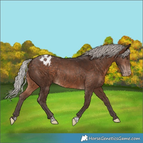Horse Color:Silver Brown Appaloosa Rabicano