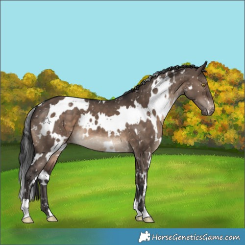 Horse Color:White Spotted Brown Dun Appaloosa 