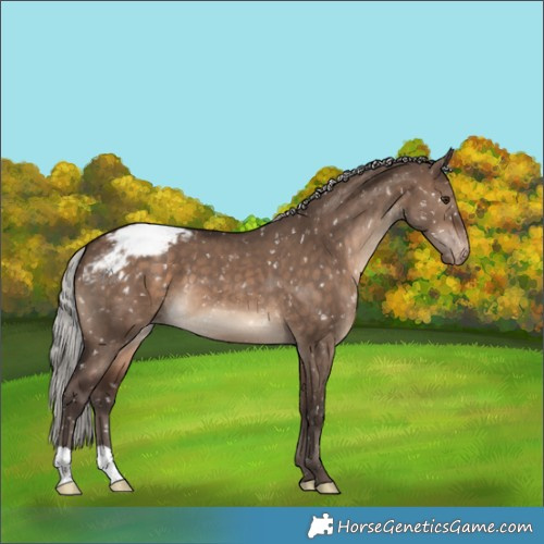 Horse Color:Silver Brown Dun Appaloosa