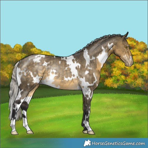Horse Color:White Spotted Silver Buckskin Dun Appaloosa Rabicano