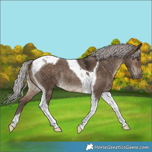 Horse Color:Silver Brown Dun Tobiano Rabicano