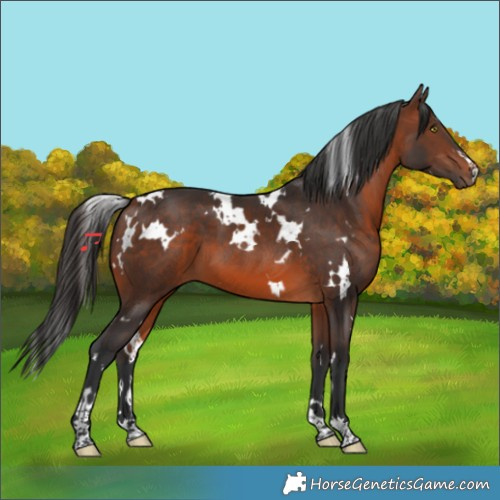 Horse Color:White Spotted Brown 