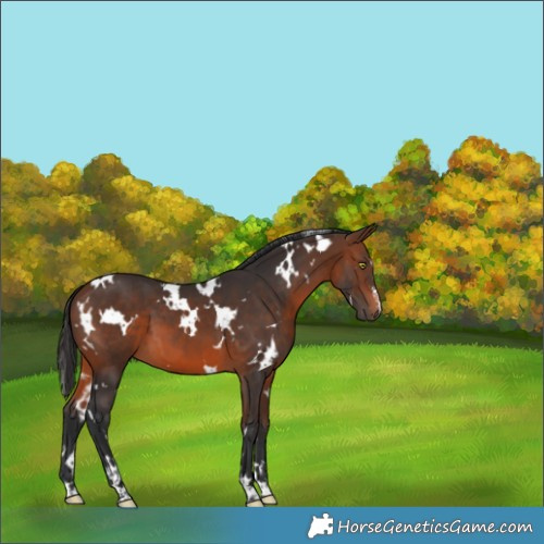 Horse Color:White Spotted Brown 
