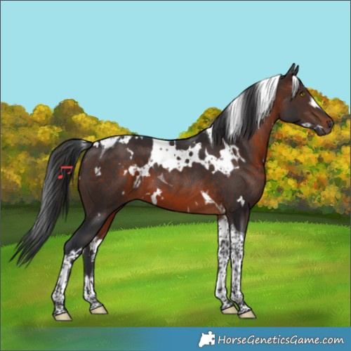 Horse Color:White Spotted Brown Tobiano 