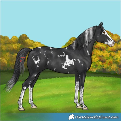 Horse Color:White Spotted Black Splash 