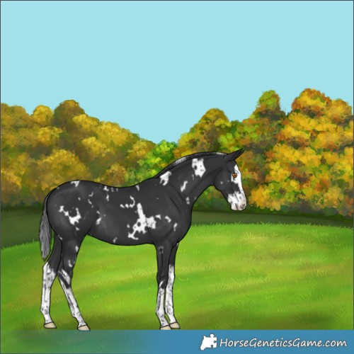 Horse Color:White Spotted Black Splash 