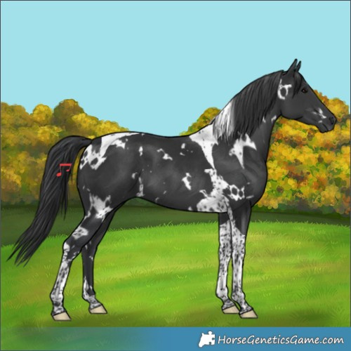 Horse Color:White Spotted Black Tobiano 