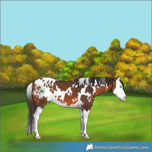 Horse Color:White Spotted Bay Splash Appaloosa 