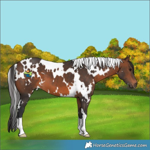 Horse Color:White Spotted Brown
