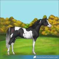 Horse Color:Black Splash Tobiano