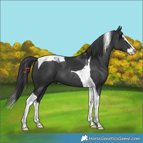 Horse Color:Black Splash Tobiano