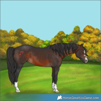Horse Color:Brown 