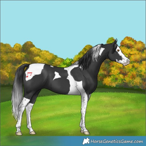 Horse Color:Black Splash Tobiano 
