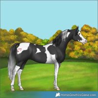 Horse Color:Black Splash Tobiano