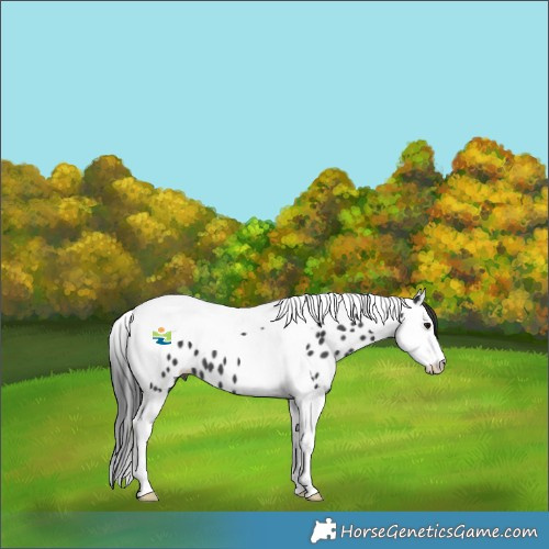 Horse Color:Black Splash Tobiano Appaloosa 