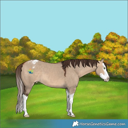 Horse Color:Bay Dun Splash Appaloosa