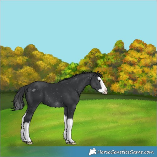 Horse Color:Black Splash 