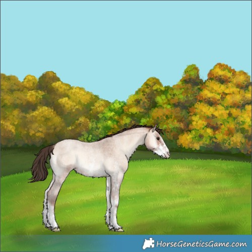 Horse Color:Amber Champagne Roan Onyx Sabino 