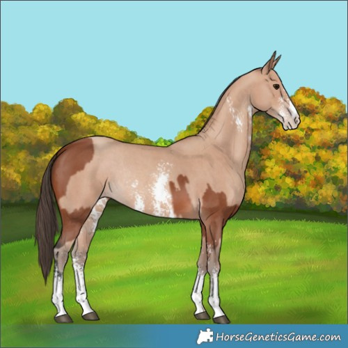 Horse Color:Bay Sabino Rabicano and Amber Champagne Sabino Rabicano