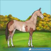 Horse Color:Bay Sabino Rabicano and Amber Champagne Sabino Rabicano