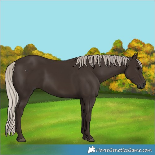 Horse Color:Gray Silver Black