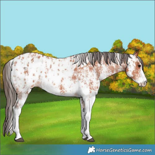 Horse Color:Bay Sabino Appaloosa Rabicano  and Bay Sabino Appaloosa Rabicano 